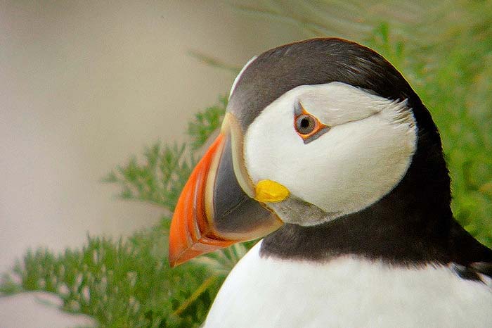Puffin