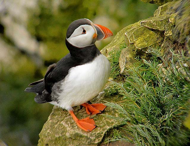 Puffin