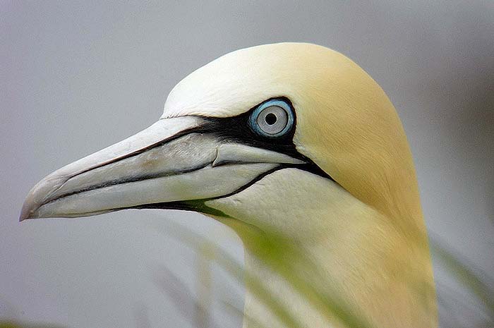 Gannet