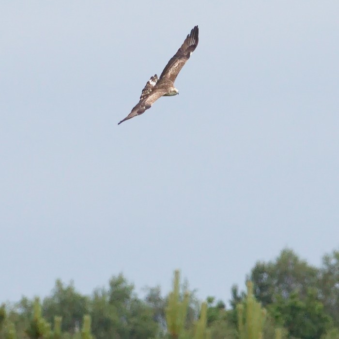 Short-toed Eagle