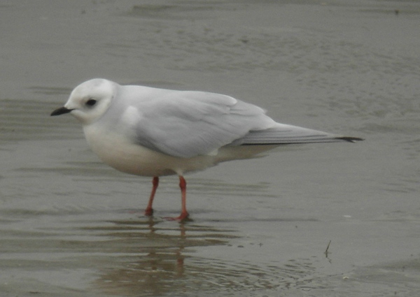 Ross's Gull