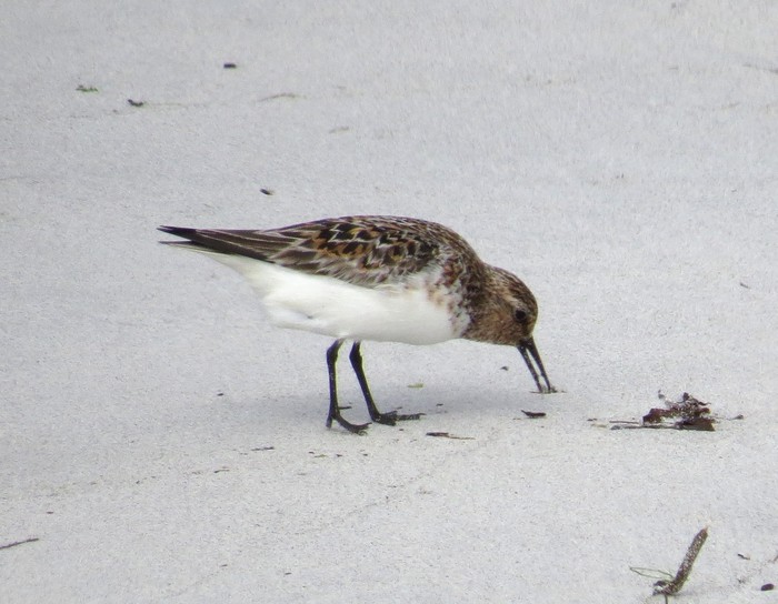 Sanderling