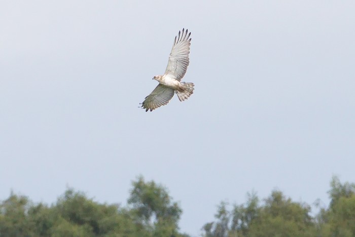 Short-toed Eagle