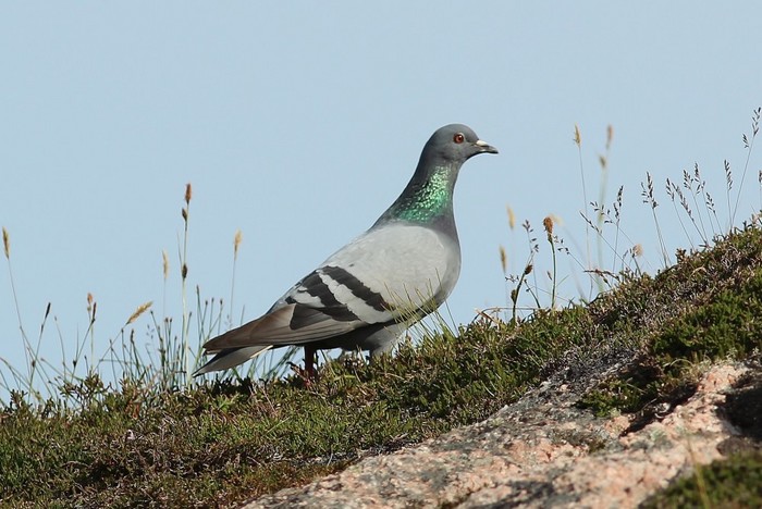 Rock Dove