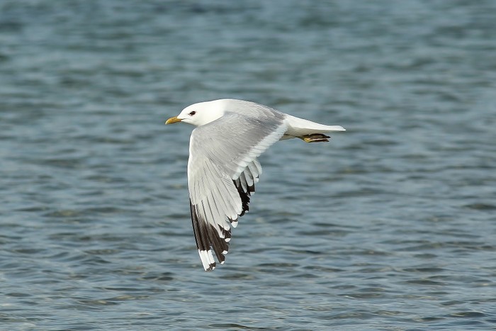Common Gull