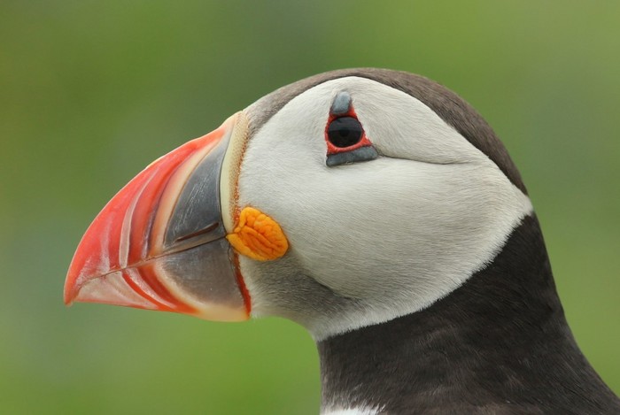 Puffin