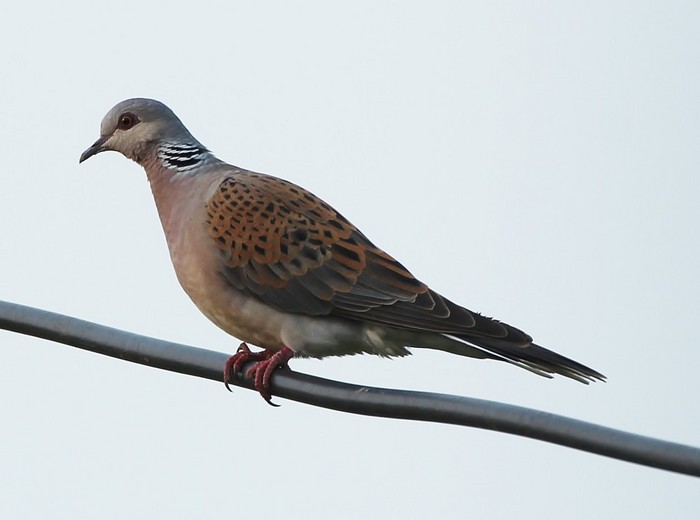 Turtle Dove