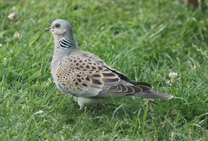 Turtle Dove