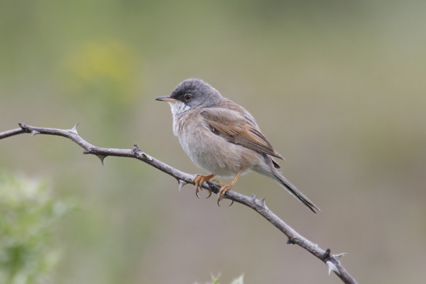Spectacled Warbler