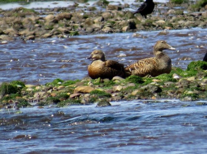 King Eider