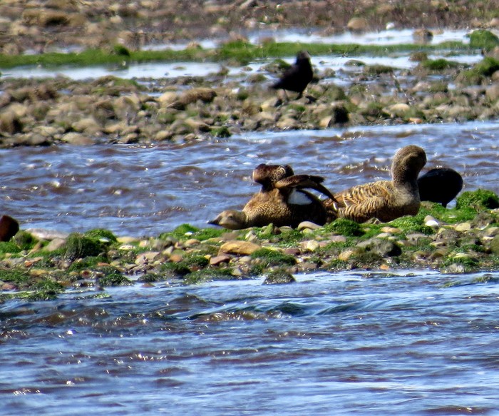 King Eider