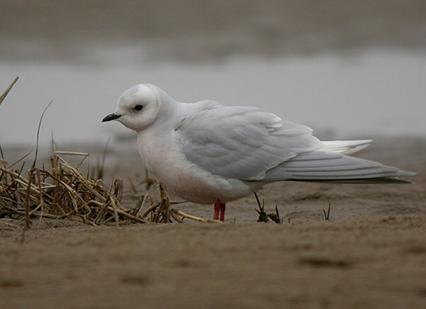 Ross's Gull