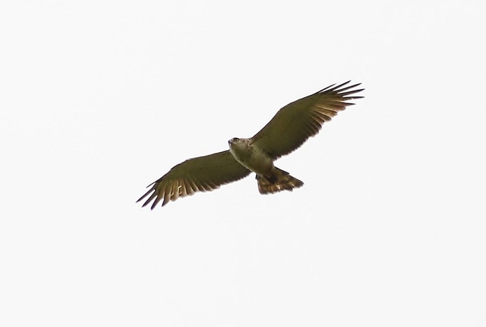 Short-toed Eagle