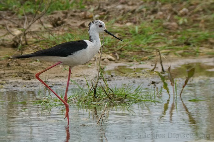 Black-winged Stilt