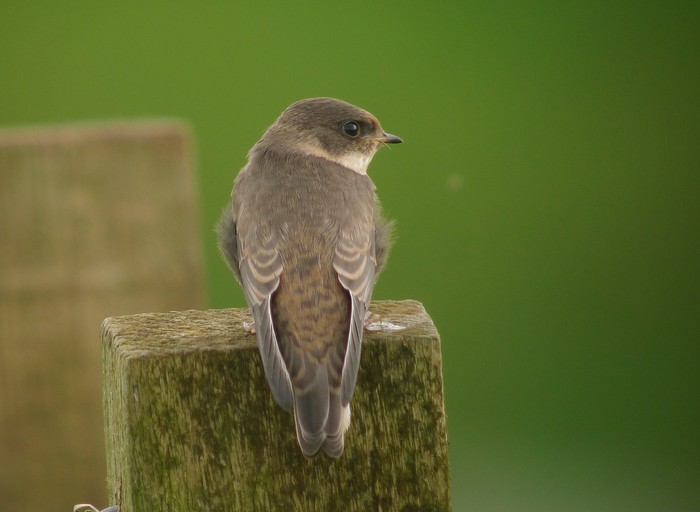 Sand Martin