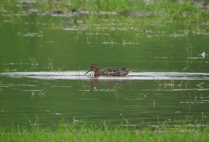 Garganey
