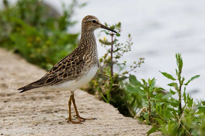 Pectoral Sandpiper