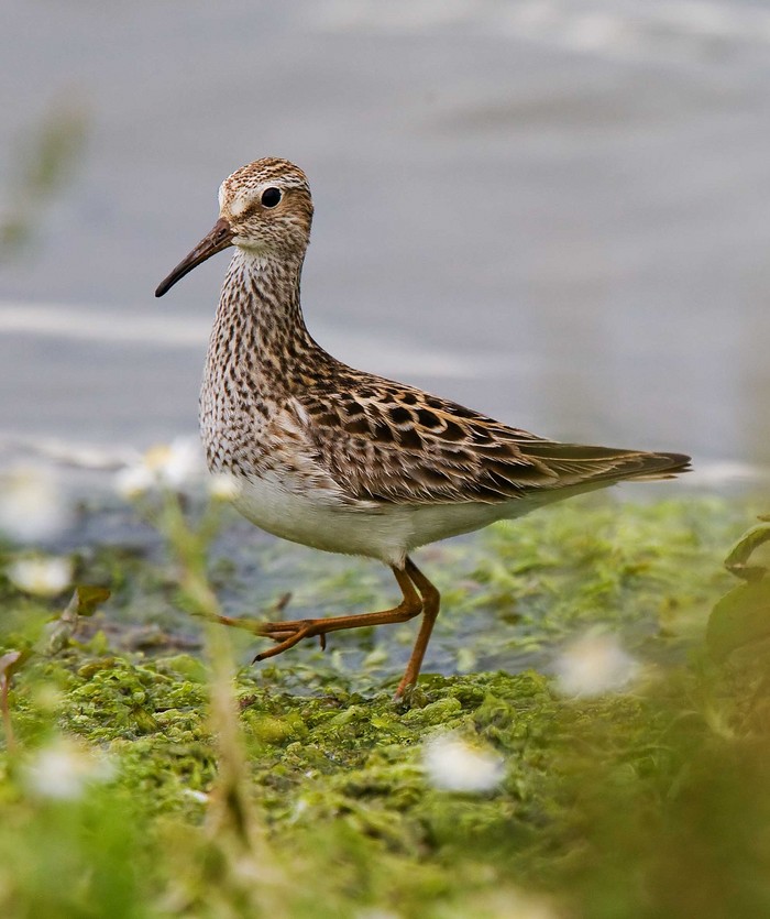 Pectoral Sandpiper
