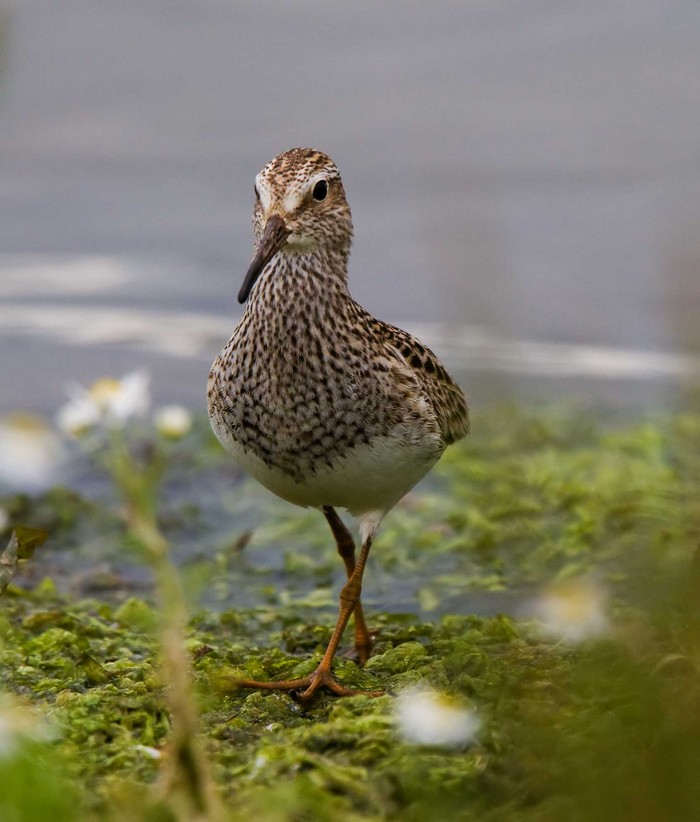 Pectoral Sandpiper