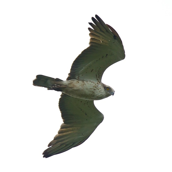 Short-toed Eagle
