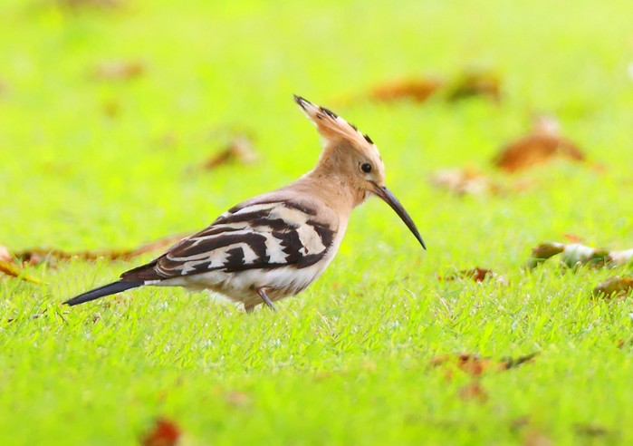 Hoopoe