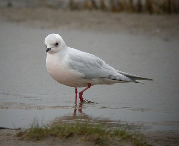 Ross's Gull