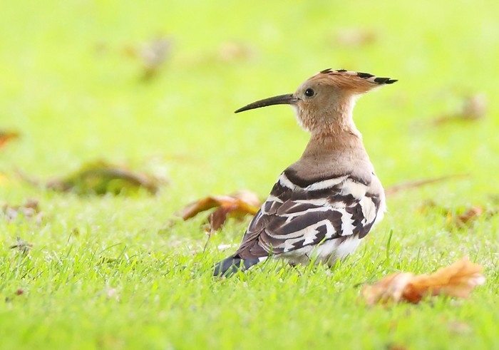 Hoopoe