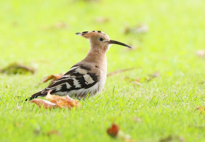 Hoopoe