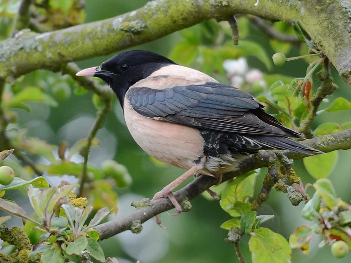 Rose-coloured Starling