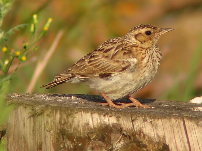 Woodlark