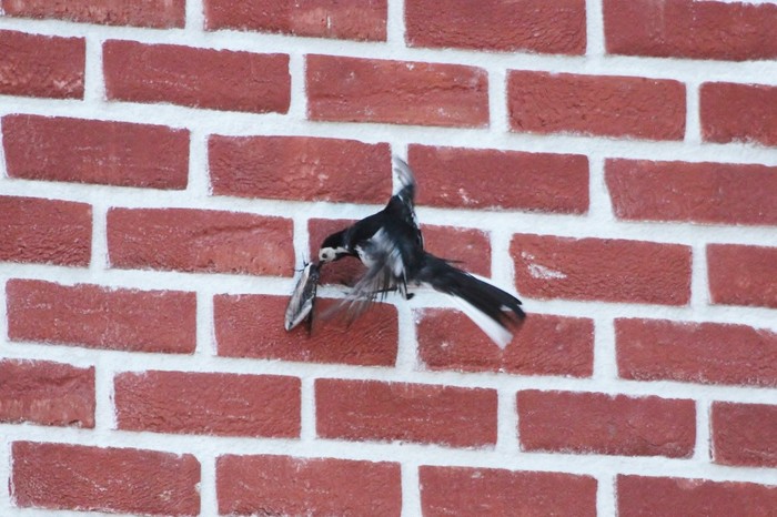 Pied Wagtail