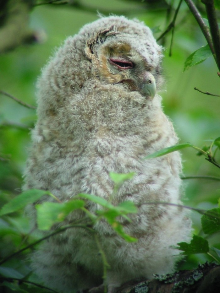 Tawny Owl