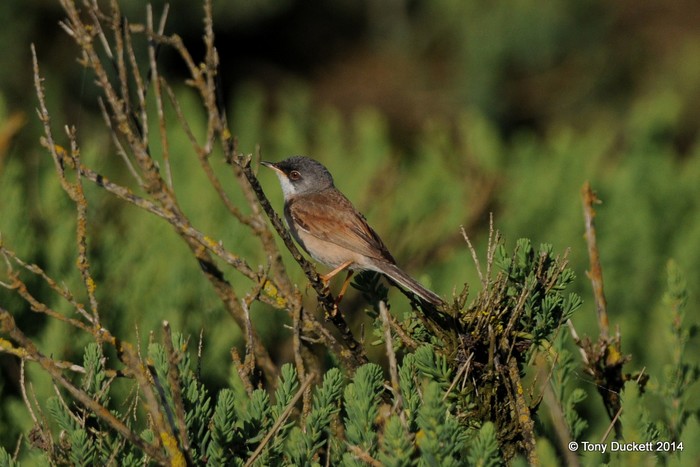 Spectacled Warbler