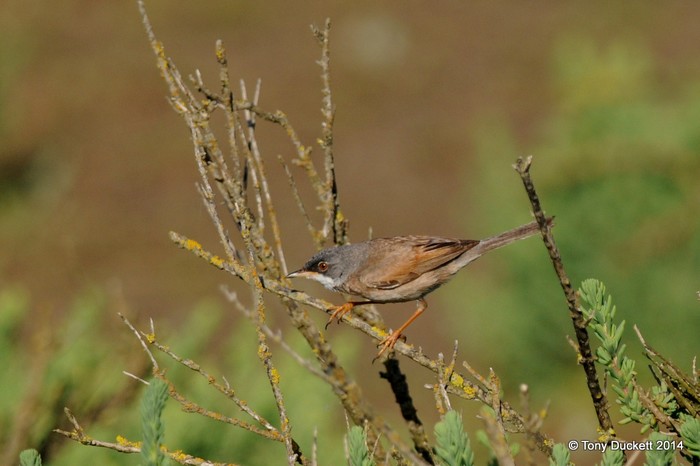 Spectacled Warbler