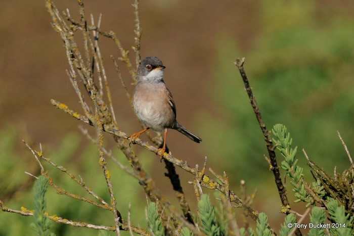 Spectacled Warbler