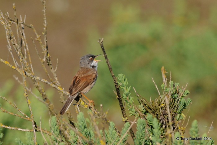 Spectacled Warbler