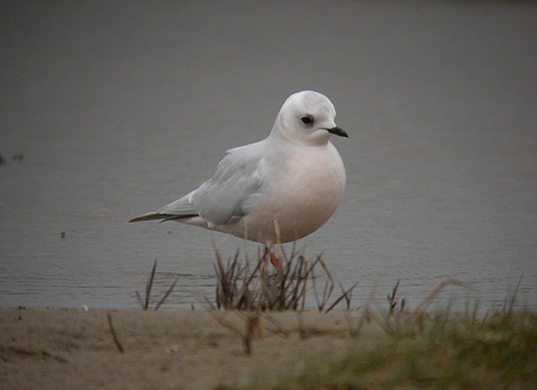 Ross's Gull