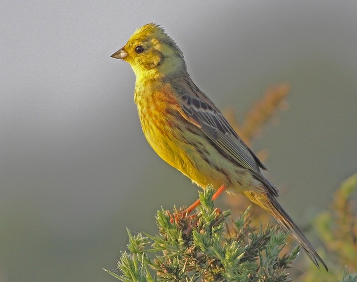 Yellowhammer