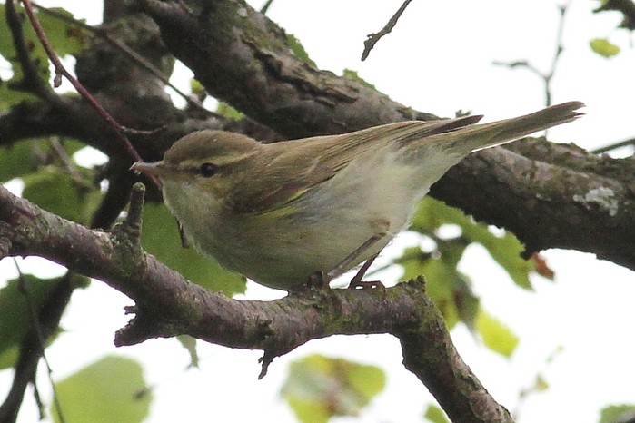 Greenish Warbler