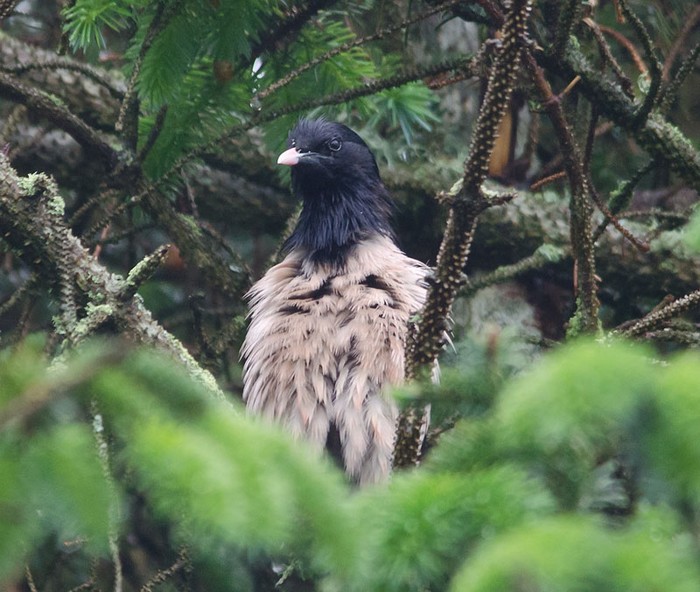 Rose-coloured Starling