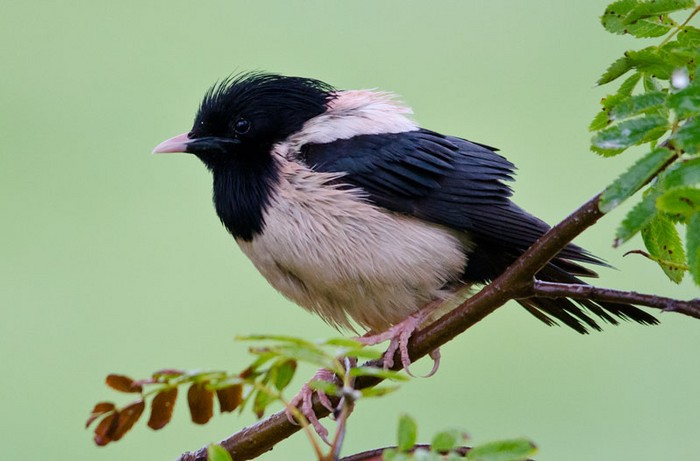 Rose-coloured Starling