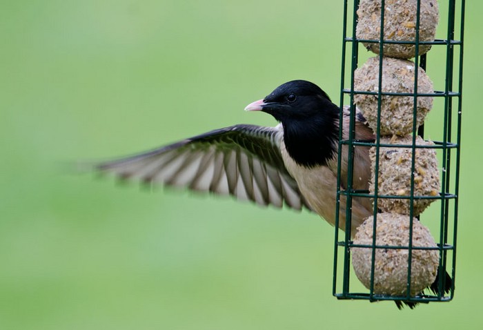 Rose-coloured Starling