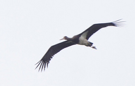 Black Stork