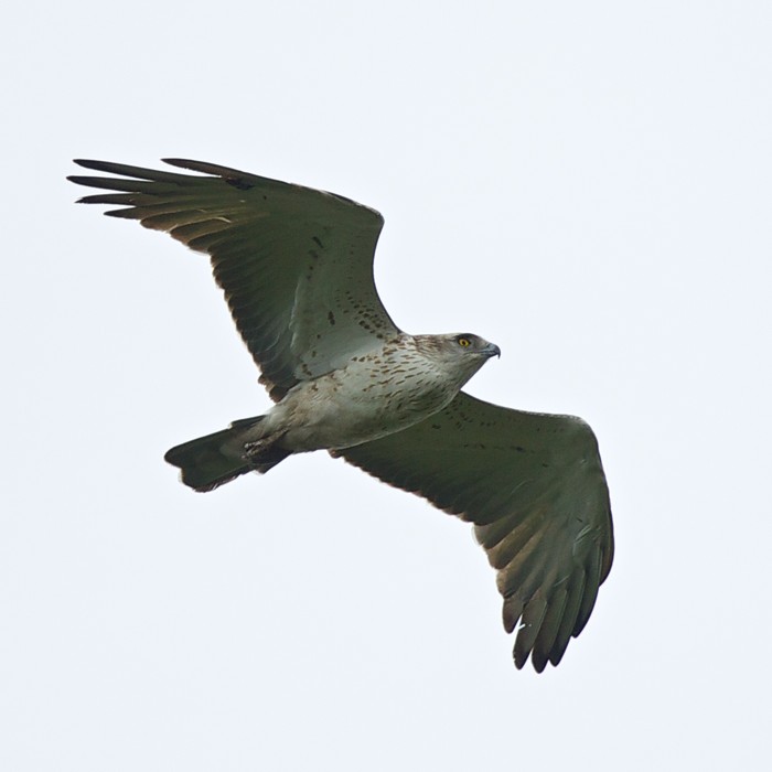 Short-toed Eagle