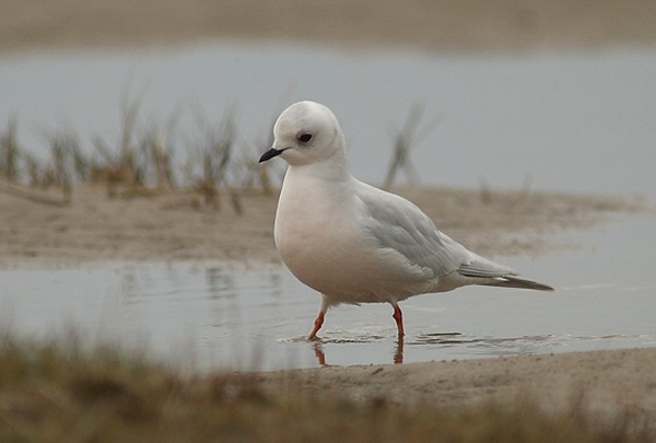 Ross's Gull