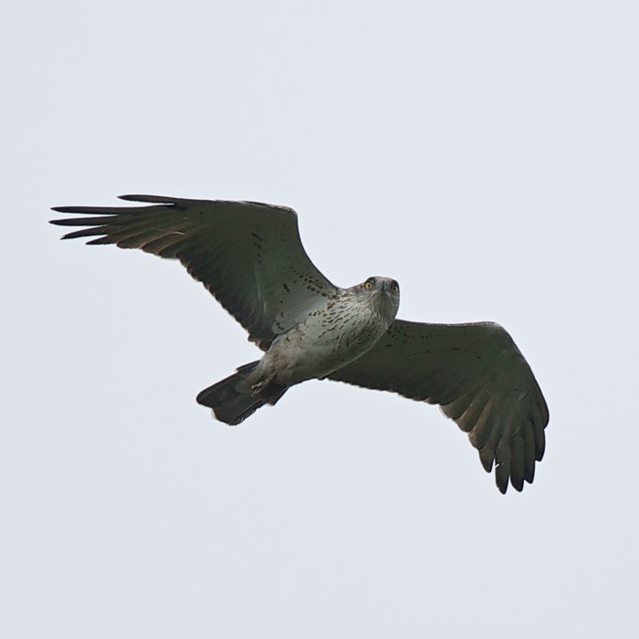 Short-toed Eagle