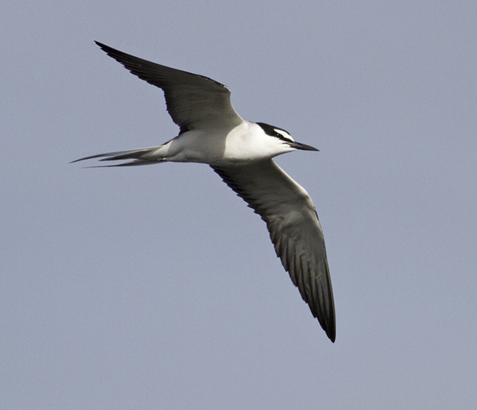Bridled Tern