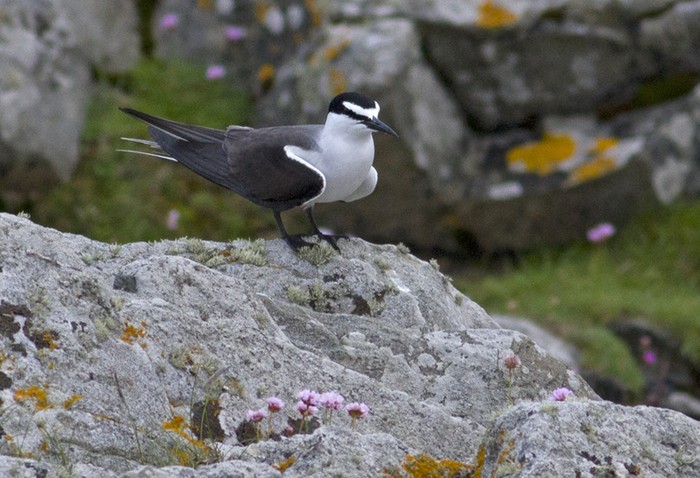 Bridled Tern