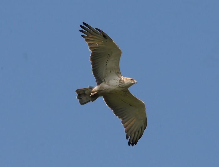 Short-toed Eagle