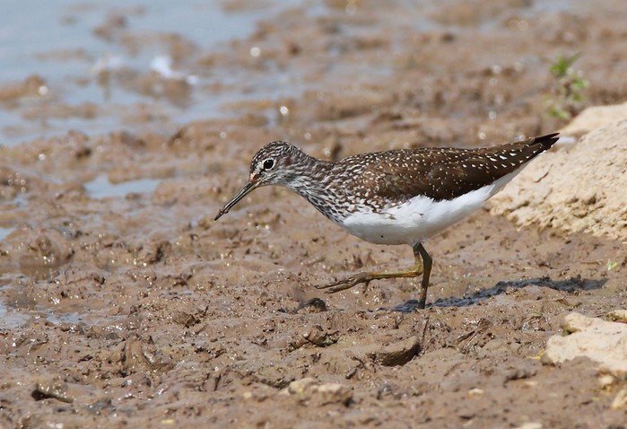 Green Sandpiper